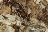 Colorful Petrified Wood (Araucaria) Round - Madagascar #325142-1